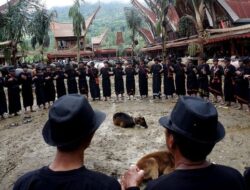 Prosesi Terima Tamu Rambu Solo di Toraja