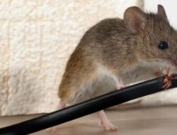 Tikus Gigit Kabel, Listrik Bandara Ini Padam dan Penerbangan Tertunda