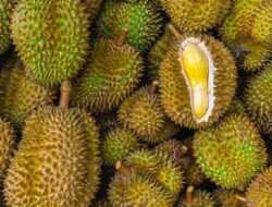 Durian Diklaim Jadi Buah Singapura, Netizen Bingung Ditanam di Mana