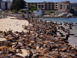 Keriuhan ‘Rave Party’ Singa Laut di Pantai California