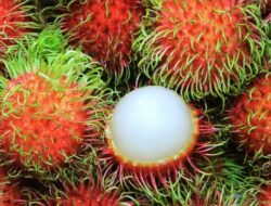 Jarang Diketahui, Ini 6 Manfaat Tak Terduga Rajin Makan Rambutan