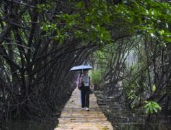 Hutan Mangrove, Penyerap Karbon Pelindung Ekositem Pesisir