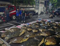 29 Penyu Hijau Diselundupkan ke Jembrana Bali, 5 Ekor Mati