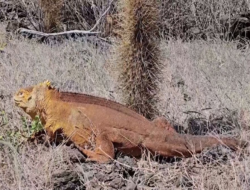 Iguana Kuning Mudik ke Pulau Santiago Demi Restorasi Ekosistem