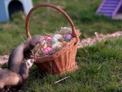 Semarak Paskah Hewan-hewan Gemas di Kebun Binatang Inggris