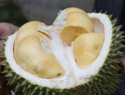 Turis Sebut Durian Malaysia Tak Enak Sampai sekarang Bertengkar dengan Penjual