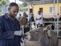 Mengintip Klinik Gratis untuk Keledai di Ethiopia