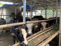 Permintaan Sapi Kurban Naik 10 Persen Meski Banyak Pemecatan Karyawan