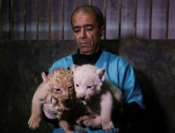 Restoran Diprotes karena Layanan Minum Teh Sambil Memeluk Anak Singa