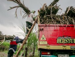 Tetes Tebu Petani Tak Laku, Pemerintah Buka Opsi Batasi Produk Impor Etanol