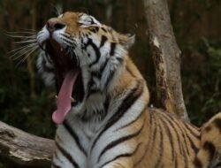 Lowongan Kerja Beri Makan Harimau di Safari China, Digaji Rp110 Juta