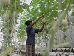 Pemberdayaan Pemulung Melalui Kebun Melon Hidroponik