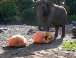 Gajah di Oregon AS Rayakan Halloween