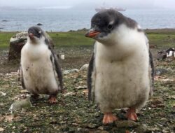 Ramai-ramai Desak 15 Penguin Dilepas dari Wisata Aquarium, Ada Apa?