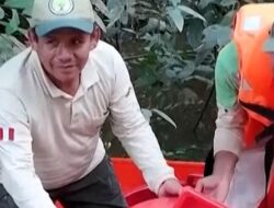 Ribuan Bayi Penyu Taricaya Dilepaskan di Amazon Peru