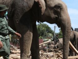 Gandeng India, Kemenhut Bakal Revitalisasi RS Gajah di Sumatra