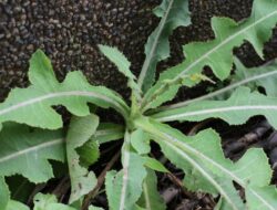 7 Manfaat Daun Tempuyung untuk Kesehatan, dari Ginjal Sampai saat ini Asam Urat