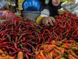 Pemerintah Siapkan Pasokan Cabai untuk Redam Harga Jelang Nataru
