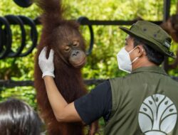 Menhut Lepasliarkan 2 Orangutan di Tanjung Puting Kalimantan