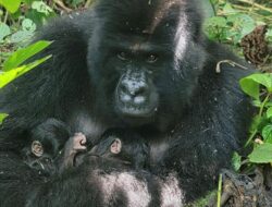 Kongo Sambut Kelahiran Bayi Kembar Gorila Langka