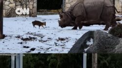Kecil-kecil Cabe Rawit, Rusa Cilik ‘Tantang’ Badak Bercula Satu