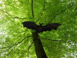 Waspada Virus Nipah, Buang Buah yang Ada Tanda Gigitan Kelelawar