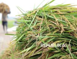 Efek El Nino Diprediksi Sampai saat ini 2027, Sebanyak 49 Juta Orang Berisiko Hadapi Rawan Pangan